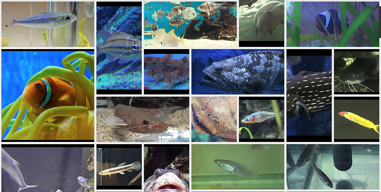 Discription of Fish