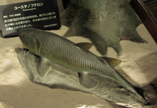 yu-suno