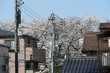 ienami