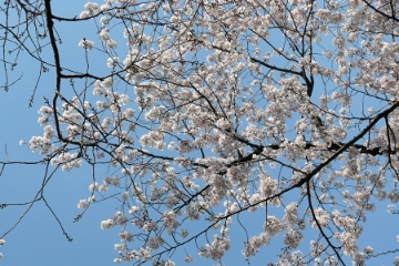 sora