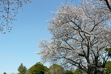 sakura1