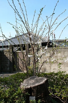 sinjyu