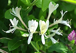 suikazura