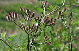 yabujirami
