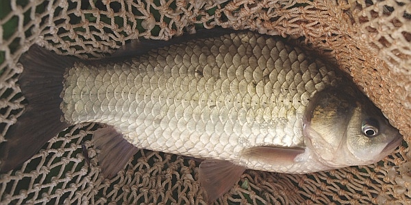 genngoroubuna