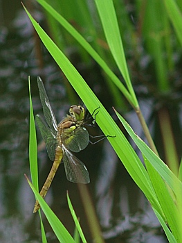 akiakane