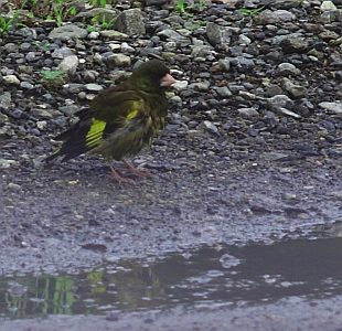 kawarahiwa1