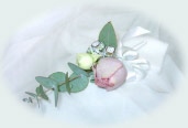 PHOTO boutonia