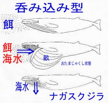 http://www.catv296.ne.jp/~whale/eat-nagasu.jpg
