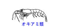 http://www.catv296.ne.jp/~whale/okiami-rui.jpg