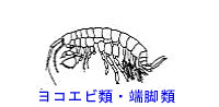 http://www.catv296.ne.jp/~whale/yokoebi-tannkyaku.jpg