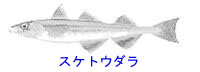 http://www.catv296.ne.jp/~whale/suketoudara.jpg
