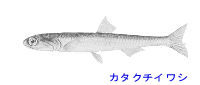 http://www.catv296.ne.jp/~whale/katakuti.jpg