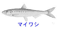 http://www.catv296.ne.jp/~whale/maiwasi.jpg