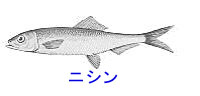 http://www.catv296.ne.jp/~whale/nishin.jpg
