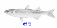 http://www.catv296.ne.jp/~whale/bora.jpg