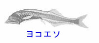 http://www.catv296.ne.jp/~whale/yoko-eso.jpg