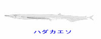http://www.catv296.ne.jp/~whale/hadaka-eso.jpg