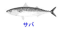 http://www.catv296.ne.jp/~whale/saba.jpg