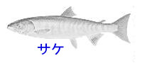 http://www.catv296.ne.jp/~whale/sake.jpg