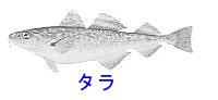 http://www.catv296.ne.jp/~whale/tara.jpg