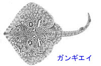 http://www.catv296.ne.jp/~whale/ganngi-ei.jpg
