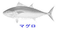 http://www.catv296.ne.jp/~whale/maguro.jpg
