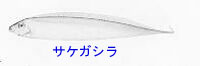 http://www.catv296.ne.jp/~whale/sakegasira.jpg