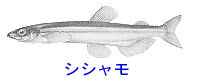 http://www.catv296.ne.jp/~whale/sisyamo.jpg