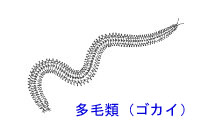 http://www.catv296.ne.jp/~whale/gokai.jpg