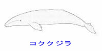 http://www.catv296.ne.jp/~whale/kokuzira.jpg