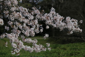 桜