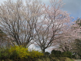 桜