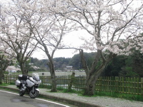 桜