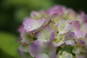 紫陽花