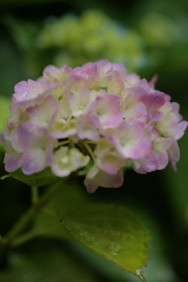 紫陽花
