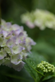 紫陽花