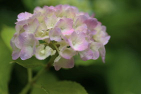 紫陽花