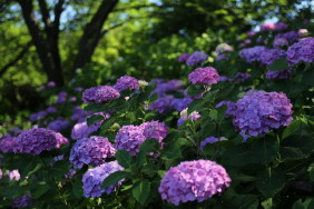 赤い紫陽花