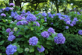 青い紫陽花