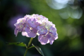 紫陽花