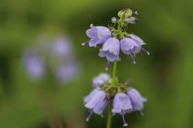 山の花