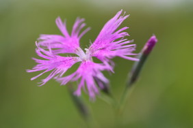 山の花