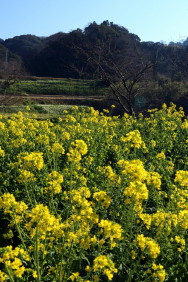 菜の花