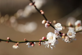 一枝