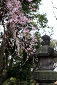 しだれ桜