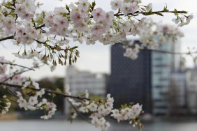 桜