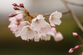 桜