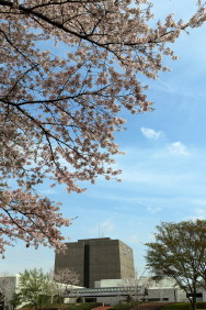 桜