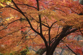 成田山公園